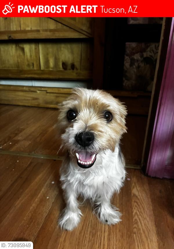 Lost Male Dog last seen Near N Shannon rd, Tucson, AZ 85705