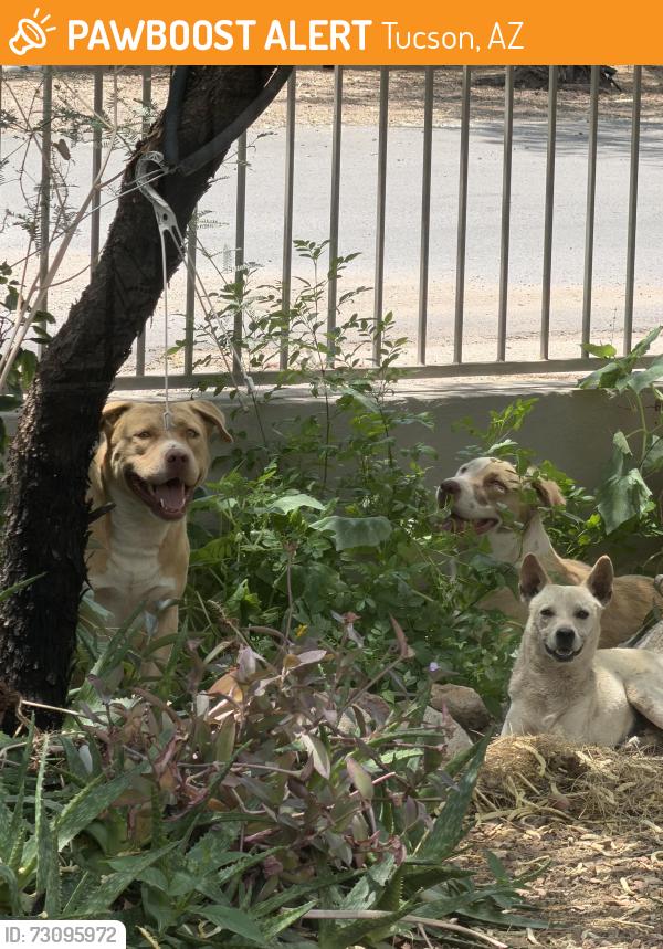 Found/Stray Male Dog last seen Near Ajo, Tucson, AZ 85746