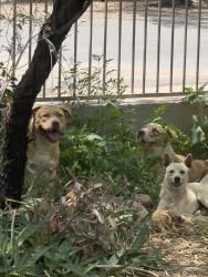 Found/Stray Male Dog last seen Near Ajo, Tucson, AZ 85746
