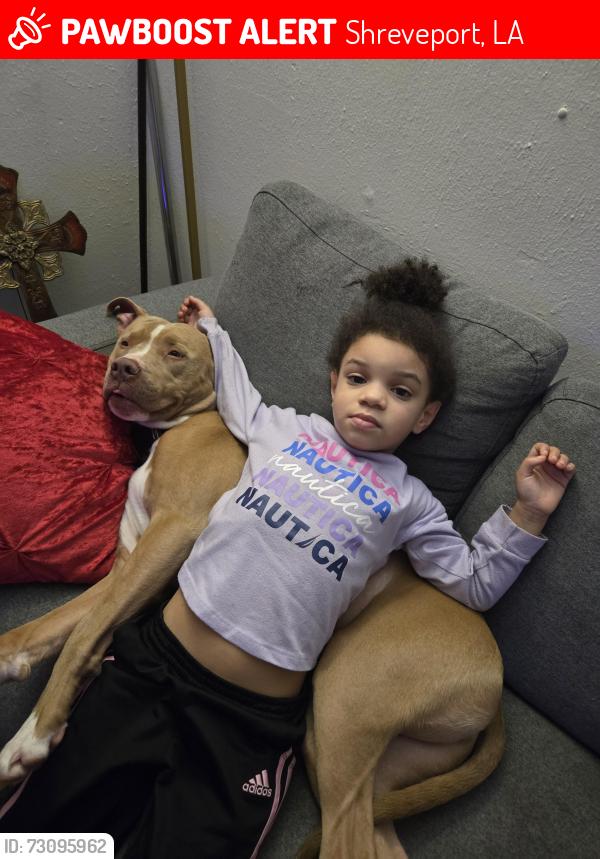 Lost Male Dog last seen Bert kouns, Shreveport, LA 71118