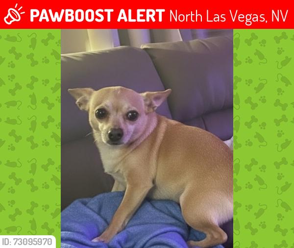 Lost Male Dog last seen Ann and losee in Sundance travk, North Las Vegas, NV 89081
