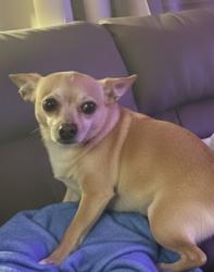 Lost Male Dog last seen Ann and losee in Sundance travk, North Las Vegas, NV 89081