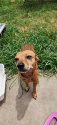 Reunited Male Dog last seen Longenbaugh and Greenhouse, Houston, TX 77433