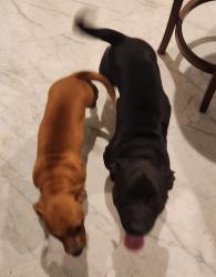 Reunited Unknown Dog last seen Crockett & Moore, Sherman, TX 75090