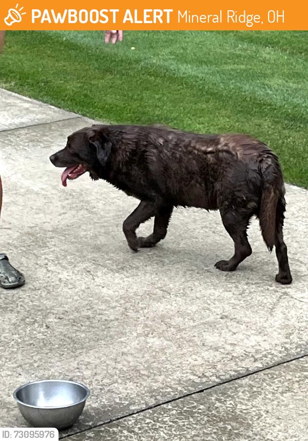 Found/Stray Male Dog last seen Chestnut and Ashland, Mineral Ridge, OH 44440