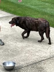 Found/Stray Male Dog last seen Chestnut and Ashland, Mineral Ridge, OH 44440
