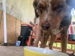 Found/Stray Female Dog last seen Panther gas station, Longview, TX 75604
