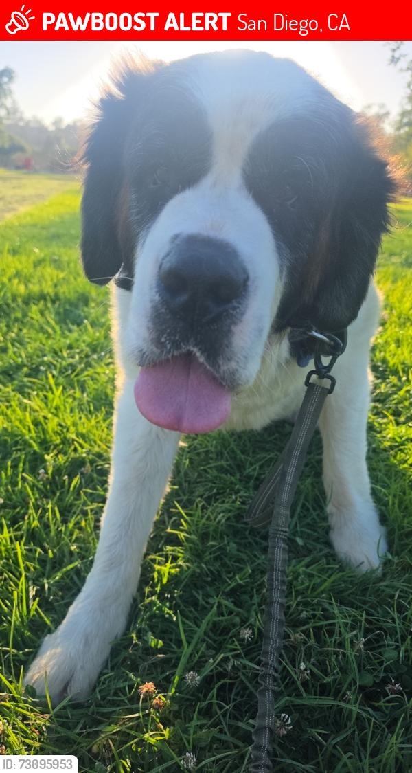 Lost Male Dog last seen 47th st and imperial Ave, San Diego, CA 92102
