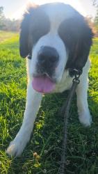 Lost Male Dog last seen 47th st and imperial Ave, San Diego, CA 92102