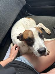 Found/Stray Female Dog last seen Riverton Rd, Winchester Rd, Huntsville, AL 35811