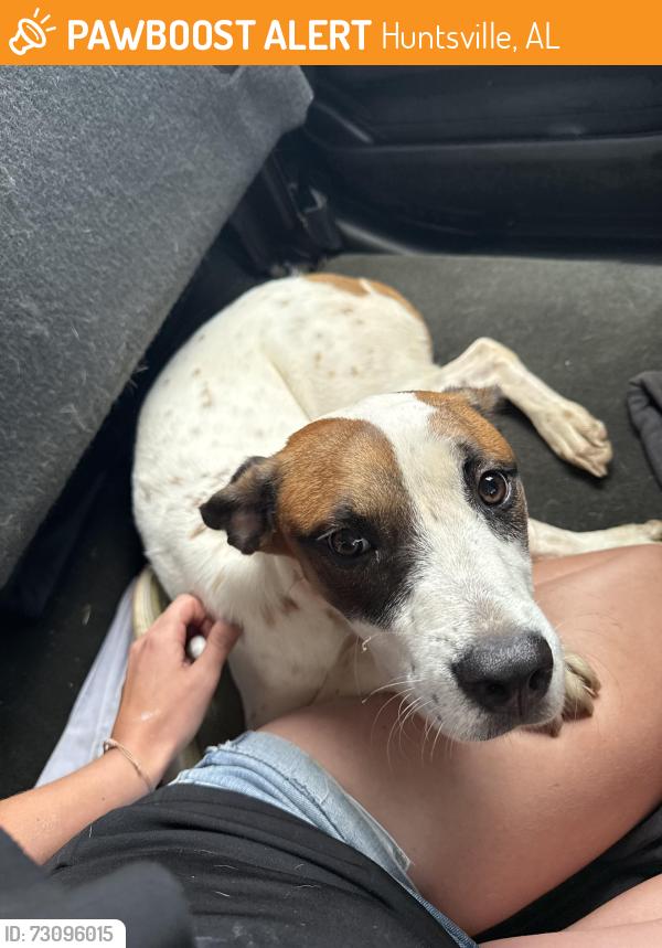Found/Stray Female Dog last seen Riverton Rd, Winchester Rd, Huntsville, AL 35811