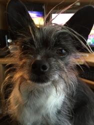 Lost Male Dog last seen Tradewinds RV Park, Vallejo, CA 94590