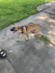 Found/Stray Male Dog last seen 54th and St Louis Ave, Tulsa, OK 74105