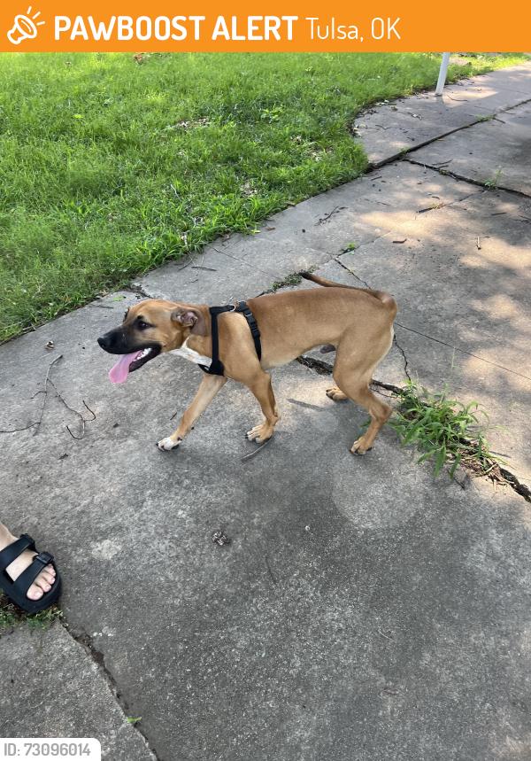 Found/Stray Male Dog last seen 54th and St Louis Ave, Tulsa, OK 74105