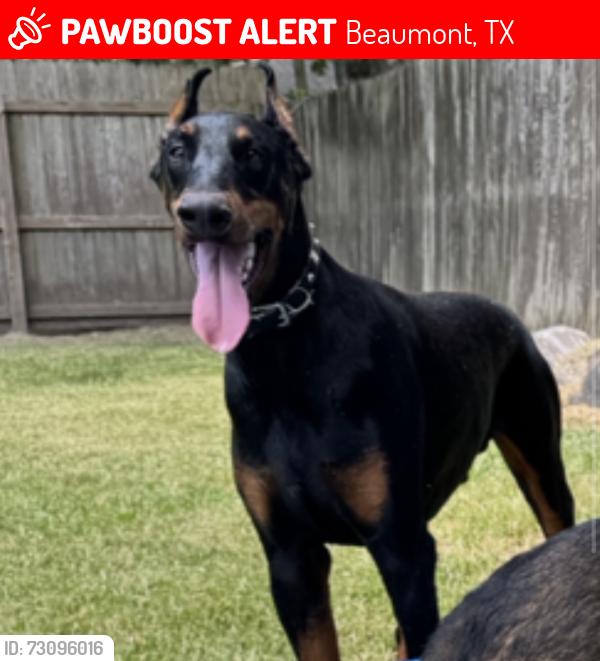 Lost Male Dog last seen Norwood Drive and Westgate Drive near Roger’s Park, Beaumont, TX 77706
