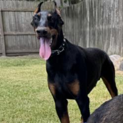 Lost Male Dog last seen Norwood Drive and Westgate Drive near Roger’s Park, Beaumont, TX 77706