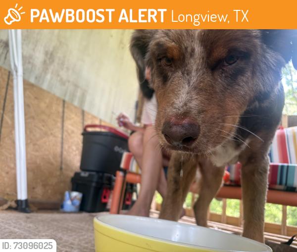 Found/Stray Female Dog last seen Panther gas station, Longview, TX 75604