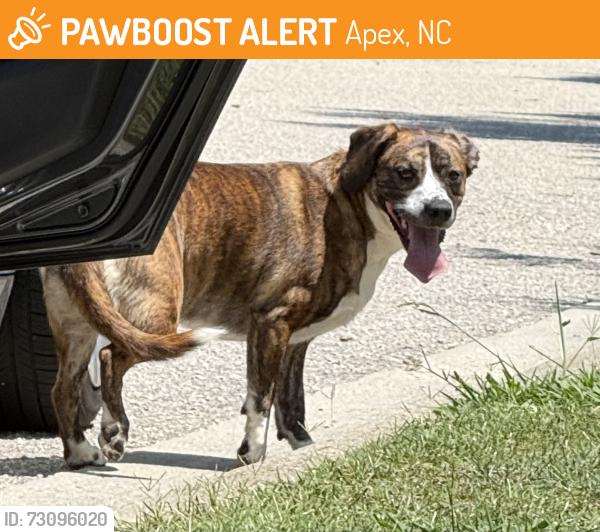 Found/Stray Unknown Dog last seen Old Jenks Rd, Apex, NC 27523