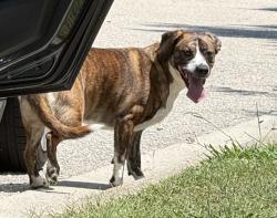 Found/Stray Unknown Dog last seen Old Jenks Rd, Apex, NC 27523