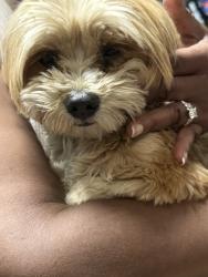 Found/Stray Female Dog last seen Black mountain, Victorville, CA 92394