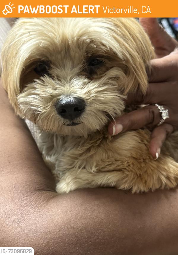 Found/Stray Female Dog last seen Black mountain, Victorville, CA 92394