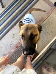 Found/Stray Male Dog last seen Winchester and Cromwell, Mojave, CA 93501