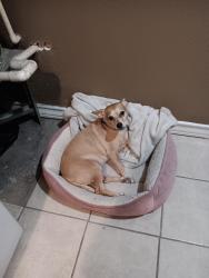 Lost Male Dog last seen Wayside dr Dewhurst, San Antonio, TX 78213