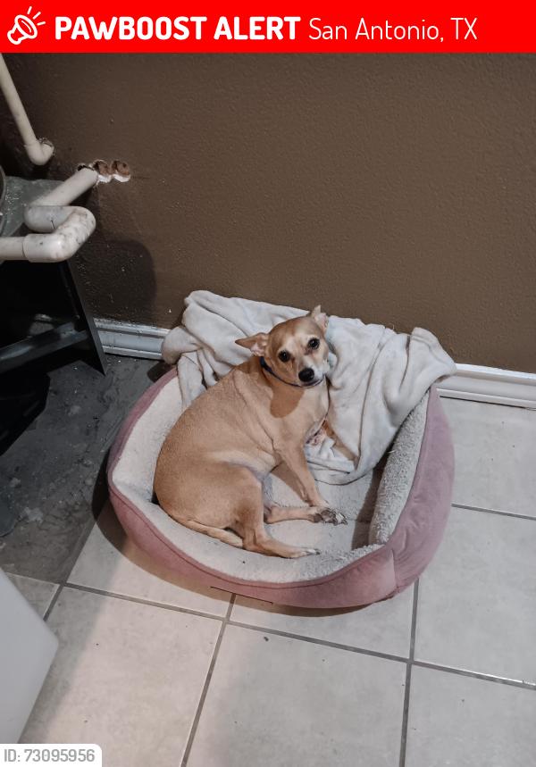 Lost Male Dog last seen Wayside dr Dewhurst, San Antonio, TX 78213