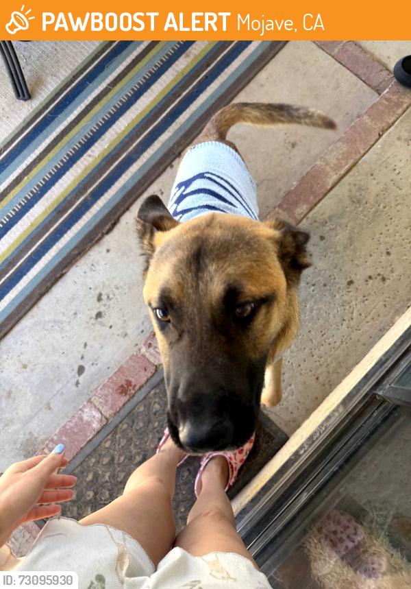 Found/Stray Male Dog last seen Winchester and Cromwell, Mojave, CA 93501