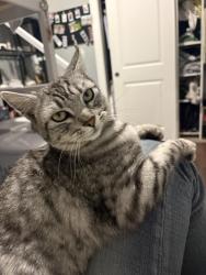 Lost Male Cat last seen 29th Ave & Ortega St, San Francisco, CA 94122