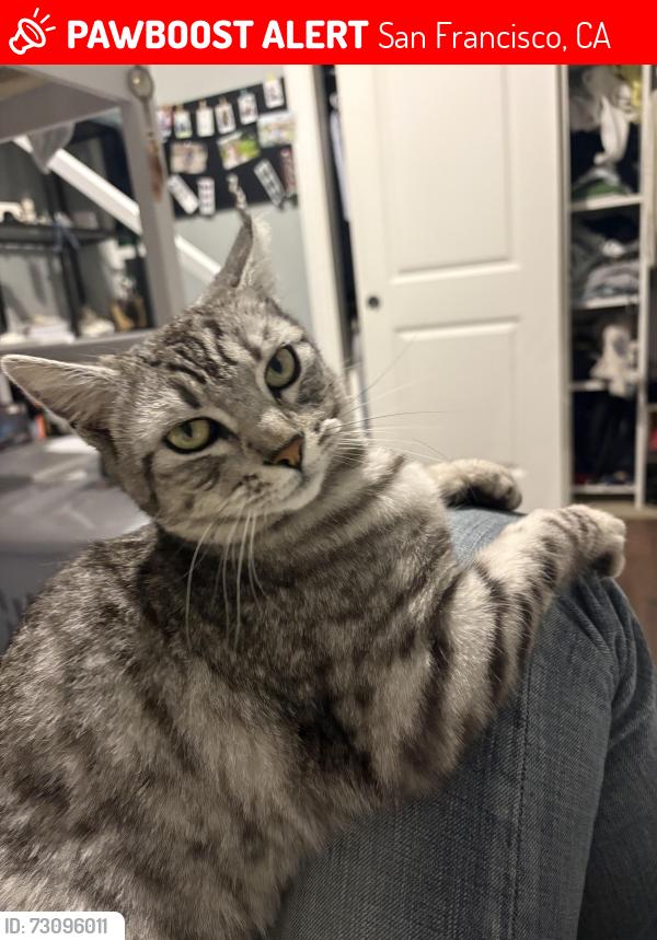 Lost Male Cat last seen 29th Ave & Ortega St, San Francisco, CA 94122