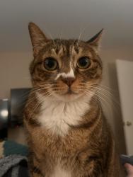 Lost Female Cat last seen Trey court Clarksville tn , Clarksville, TN 37043