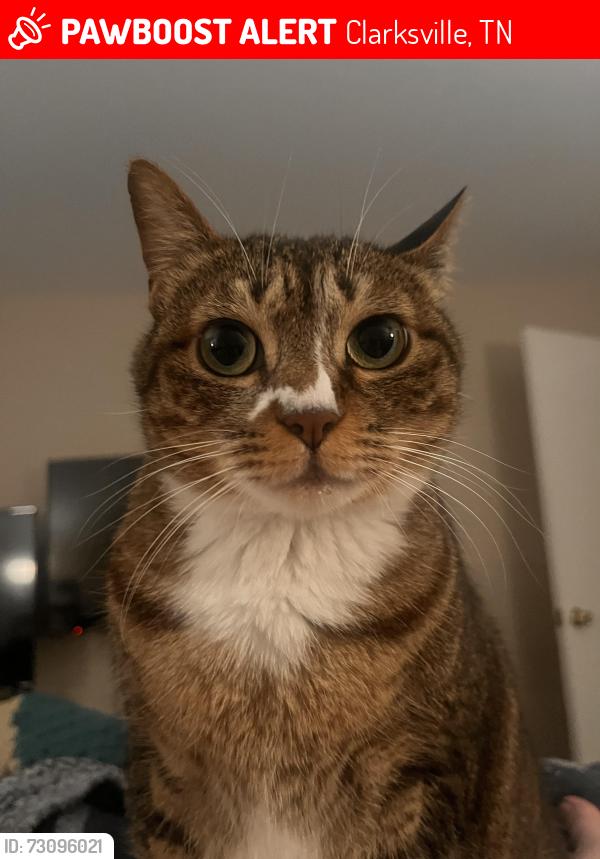Lost Female Cat last seen Trey court Clarksville tn , Clarksville, TN 37043
