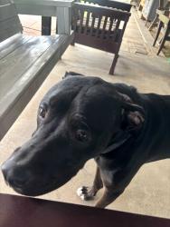 Found/Stray Male Dog last seen Shaw and Marks, Fresno, CA 93705