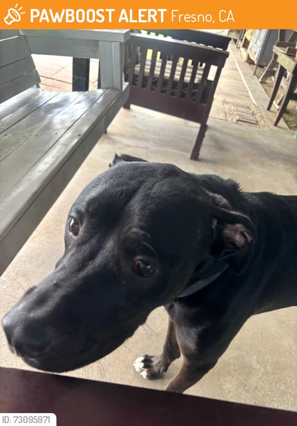 Found/Stray Male Dog last seen Shaw and Marks, Fresno, CA 93705