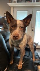Lost Male Dog last seen Houston rd, Weatherford, TX 76088