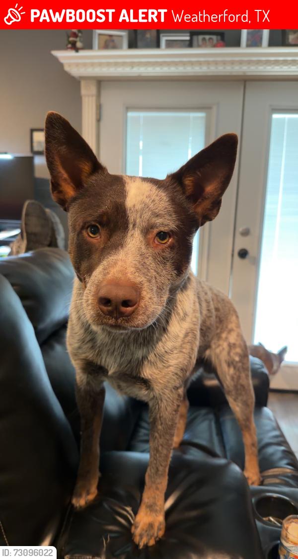 Lost Male Dog last seen Houston rd, Weatherford, TX 76088