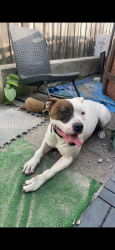 Lost Female Dog last seen Near 4533 east 9th ln Hialeah fl 33013, Hialeah, FL 33013