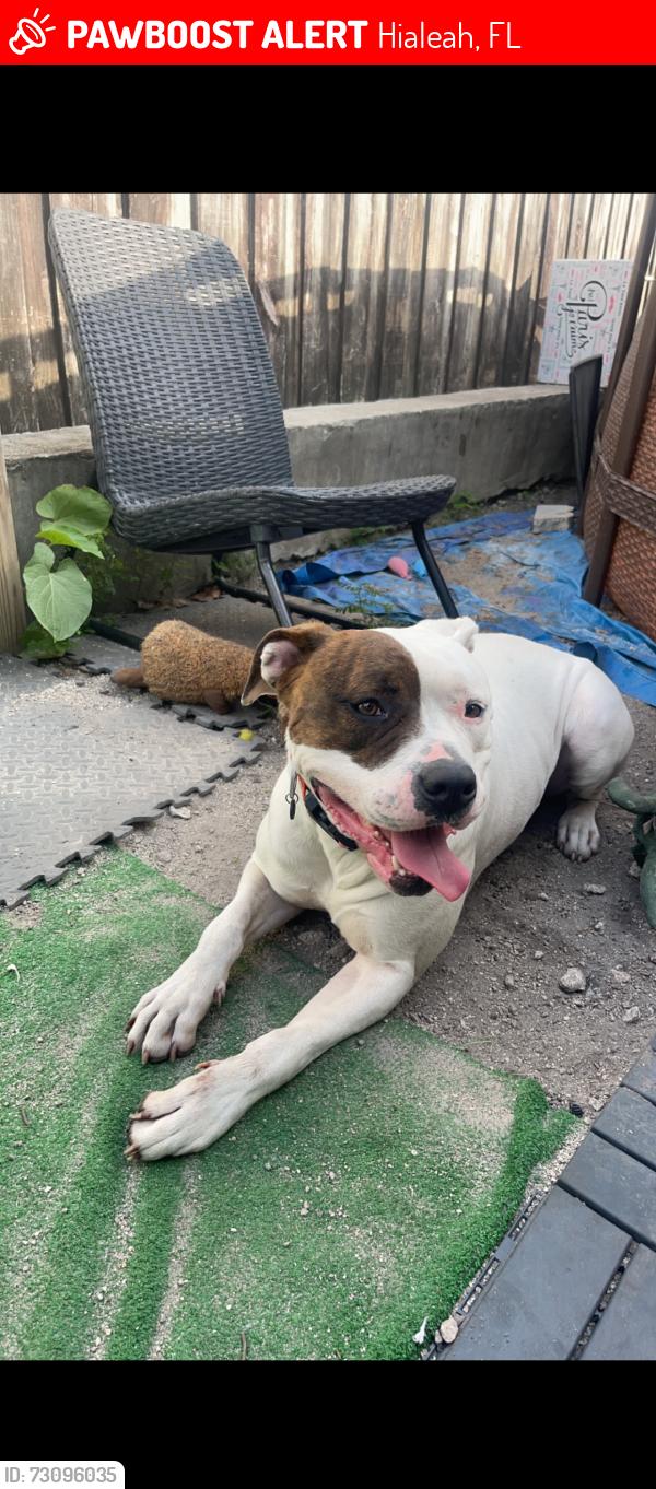 Lost Female Dog last seen Near 4533 east 9th ln Hialeah fl 33013, Hialeah, FL 33013