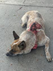 Found/Stray Female Dog last seen Bandini & sunol, Vernon, CA 90058
