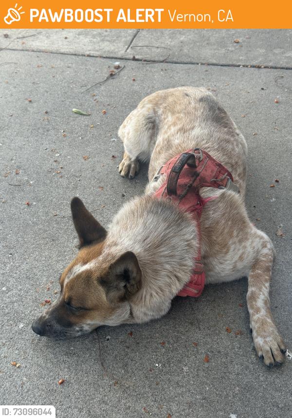 Found/Stray Female Dog last seen Bandini & sunol, Vernon, CA 90058