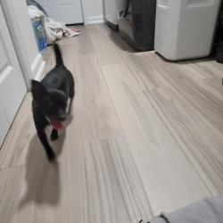 Found/Stray Female Dog last seen Memorial dr, Lakeland, FL 33815