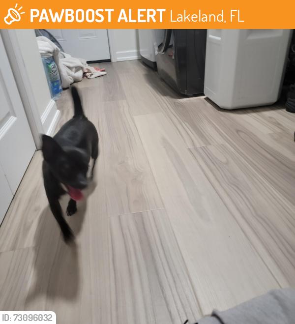 Found/Stray Female Dog last seen Memorial dr, Lakeland, FL 33815