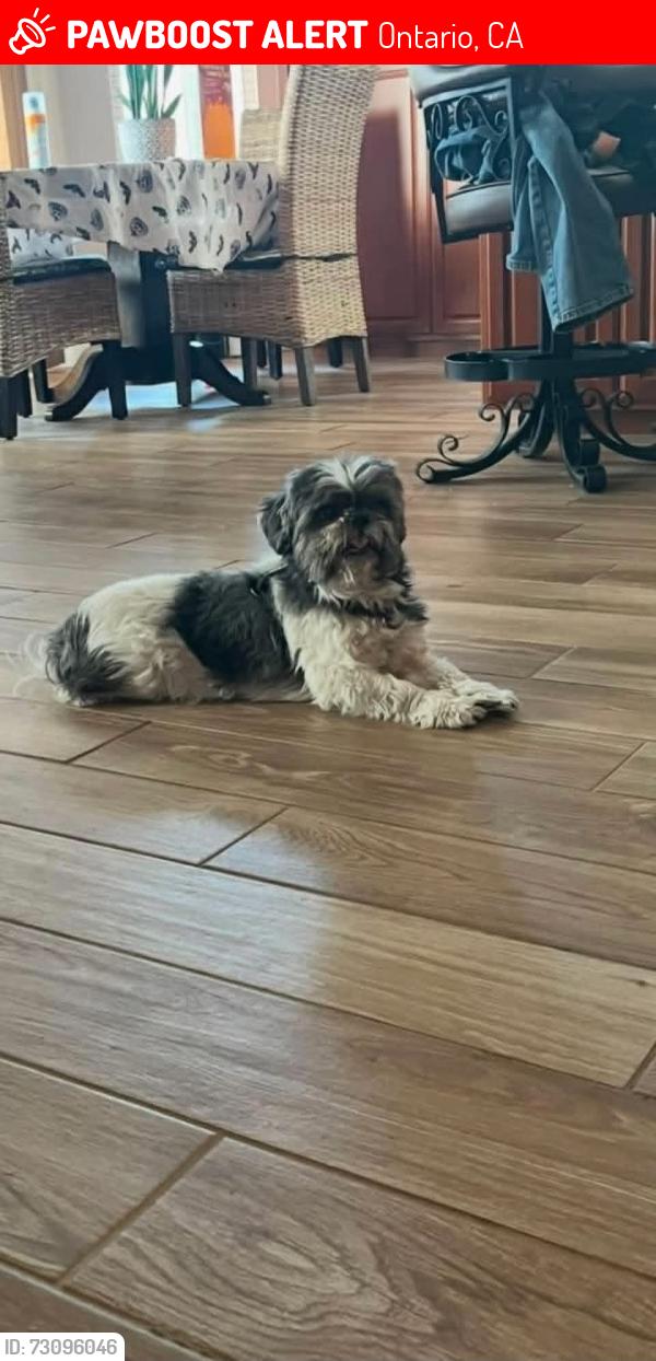 Lost Male Dog last seen Philadelphia & Oaks ONTARIO CA, Ontario, CA 91762