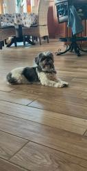Lost Male Dog last seen Philadelphia & Oaks ONTARIO CA, Ontario, CA 91762