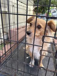 Found/Stray Female Dog last seen Wallace st, Riverside, CA 92509