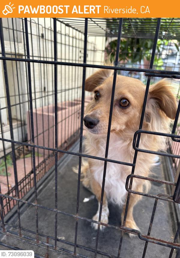Found/Stray Female Dog last seen Wallace st, Riverside, CA 92509