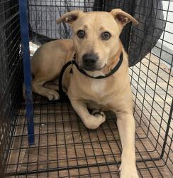 Shelter Stray Female Dog last seen Near 12th Street, Imperial Beach, CA, 91932, 5500 Gaines St, San Diego, CA 92110, USA