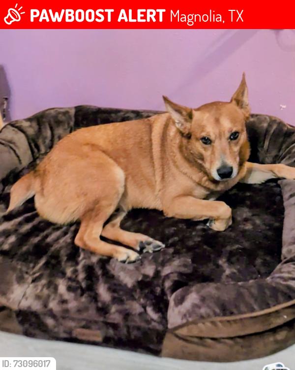 Lost Male Dog last seen Hazy hallow neighborhood, Magnolia, TX 77354