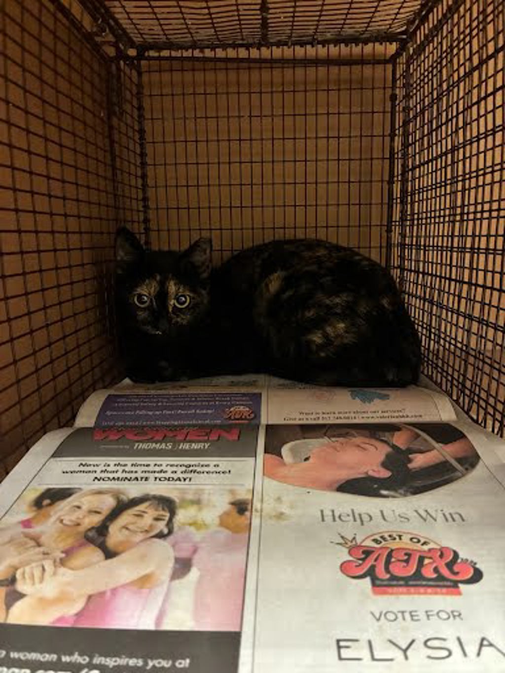 Shelter Stray Female Cat last seen Near N Creek Drive, AUSTIN, TX, 78753, 7201 Levander Loop bldg a, Austin, TX 78702, USA